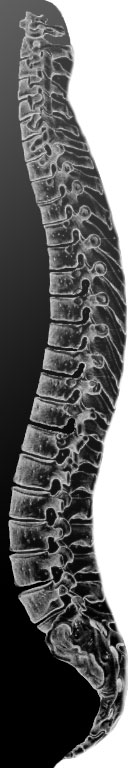 spine